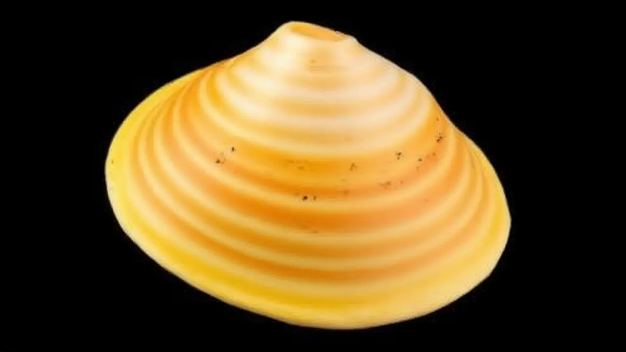 Espécies invasoras de moluscos crescem 200% no Brasil em 15 anos